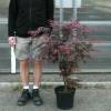 Erable du Japon 'Bloodgood'
