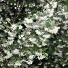 Snowdrop bush, Snowbell bush, Styrax