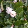 Stewartia pseudocamellia