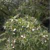 Stewartia pseudocamellia