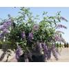 Arbre  papillons nain 'Dreaming Lavender'