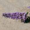 Arbre  papillons nain 'Dreaming Lavender'