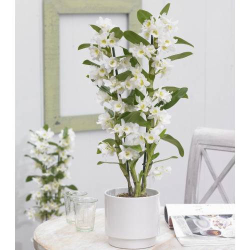 Orchidee Blanche Bambou