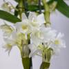 Orchide bambou - Blanche