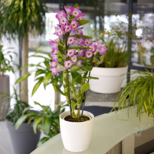 Orchidée bambou - Mauve : vente Orchidée bambou - Mauve / Dendrobium nobile  Malva