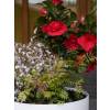 Jardinire de printemps 'Spring Red Cherry'