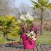 Jardinire de printemps 'Spring Red Queen'