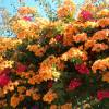 Bougainvillier orange