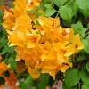 Bougainvillier orange