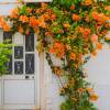 Bougainvillier orange