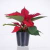 Poinsettia rouge, Etoile de Nol