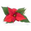 Poinsettia rouge, Etoile de Nol