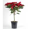 Poinsettia rouge, Etoile de Nol