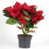 Poinsettia rouge, Etoile de Nol