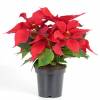 Poinsettia rouge, Etoile de Nol