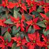 Poinsettia rouge, Etoile de Nol