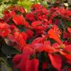 Poinsettia rouge, Etoile de Nol