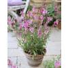 Gaura rose de Lindheimer