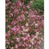 Gaura rose de Lindheimer