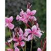 Gaura rose de Lindheimer