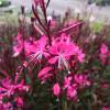 Gaura rose de Lindheimer