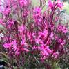 Gaura rose de Lindheimer