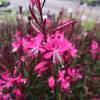 Gaura rose de Lindheimer