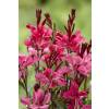 Gaura rouge de Lindheimer