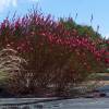 Gaura rouge de Lindheimer