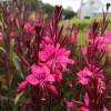 Gaura rouge de Lindheimer