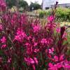 Gaura rouge de Lindheimer