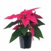 Poinsettia rose, Etoile de Nol rose