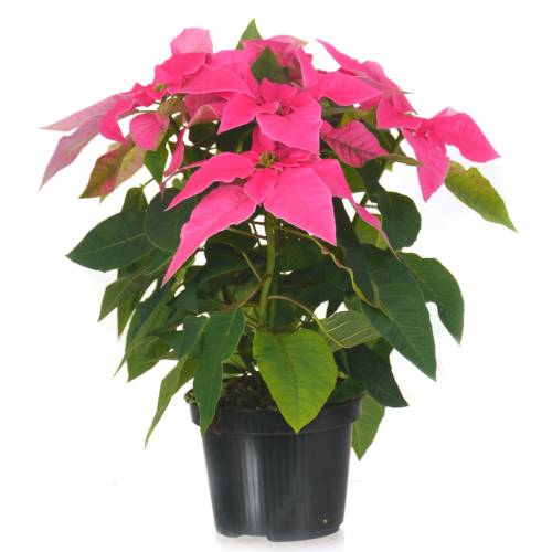 Poinsettia rose, Etoile de Noël rose : vente Poinsettia rose, Etoile de Noël  rose / Euphorbia pulcherrima rosea