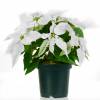 Poinsettia blanc, Etoile de Nol blanche