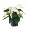 Poinsettia blanc, Etoile de Nol blanche