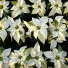 Poinsettia blanc, Etoile de Nol blanche