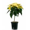 Poinsettia jaune, Etoile de Nol jaune