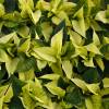 Poinsettia jaune, Etoile de Nol jaune