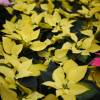 Poinsettia jaune, Etoile de Nol jaune