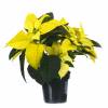 Poinsettia jaune, Etoile de Nol jaune