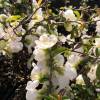 Quince, Japanese flowering White