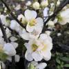 Quince, Japanese flowering White