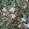 Abelia 'Confetti'