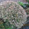 Abelia 'Confetti'