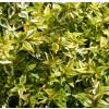 Abelia panach multicolore