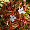 Abelia panach multicolore