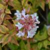 Abelia panach multicolore