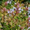 Abelia panach multicolore