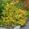 Abelia panach multicolore