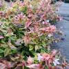 Abelia panach multicolore